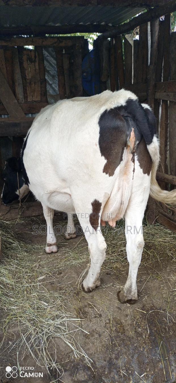 Good Dairy Cows - thumbnail 4