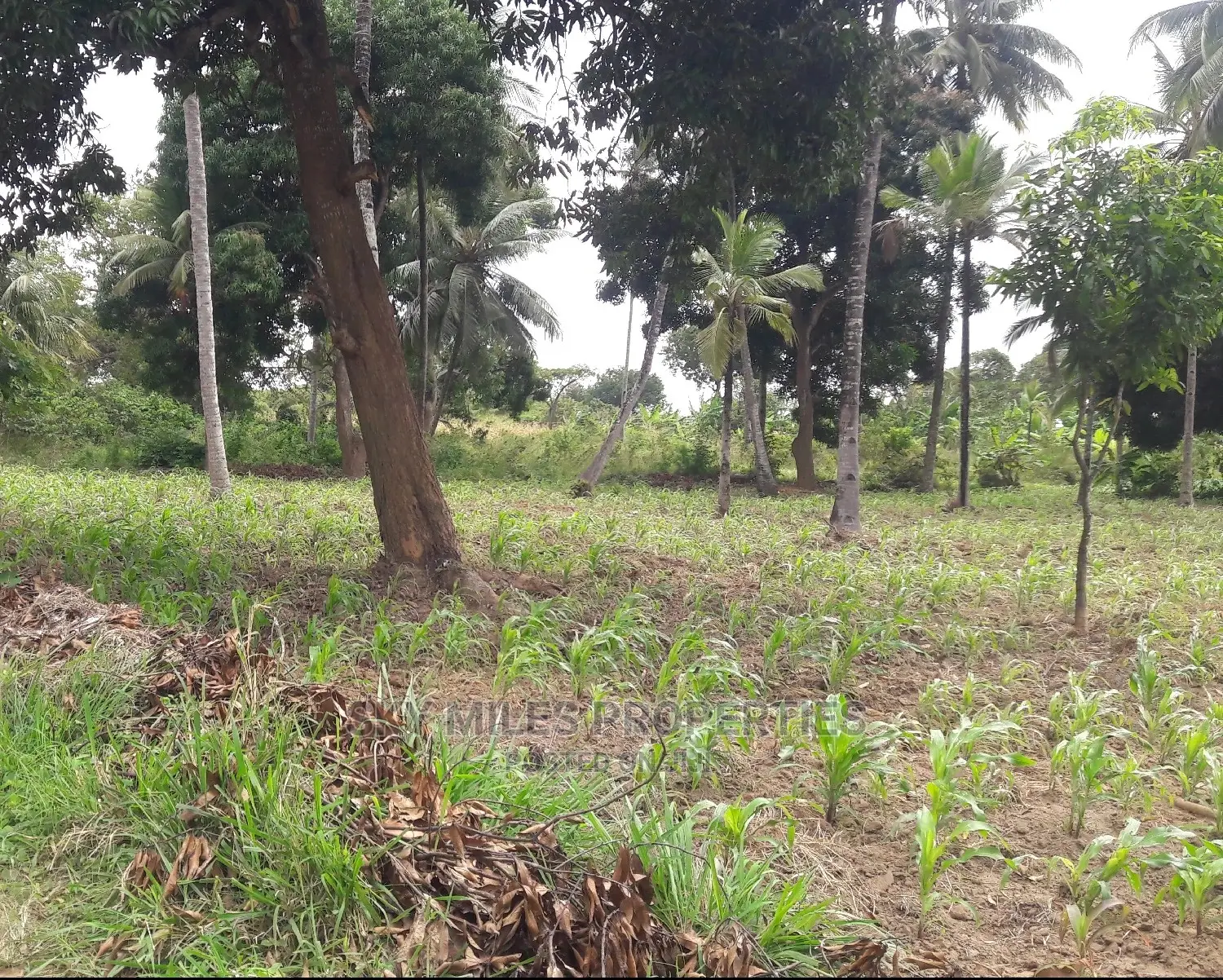 6 Acres Land on Sale Mtwapa