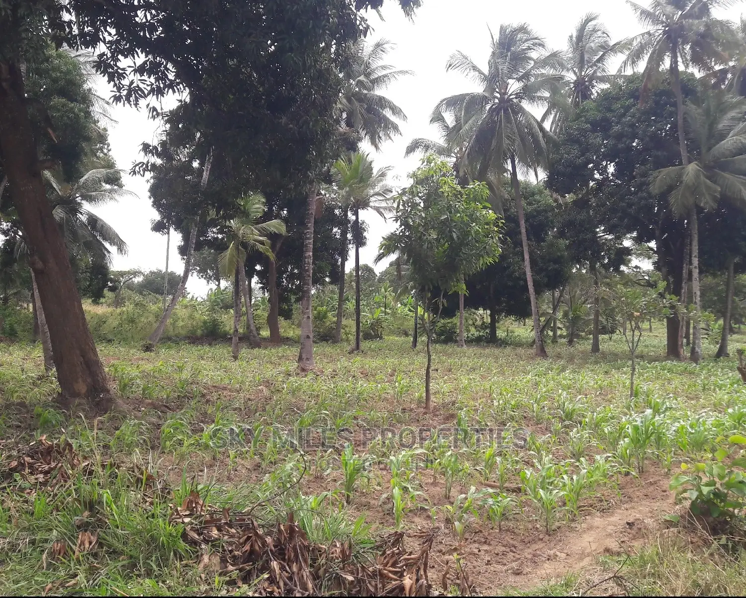 6 Acres Land on Sale Mtwapa