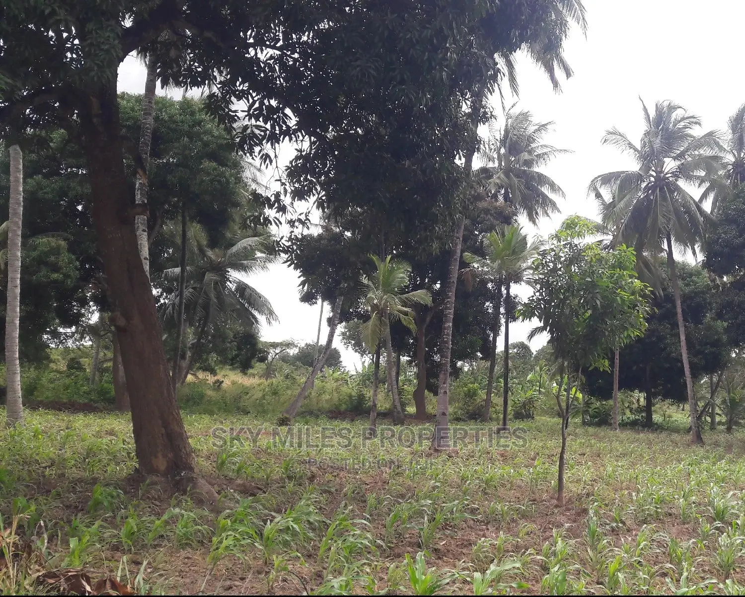 6 Acres Land on Sale Mtwapa