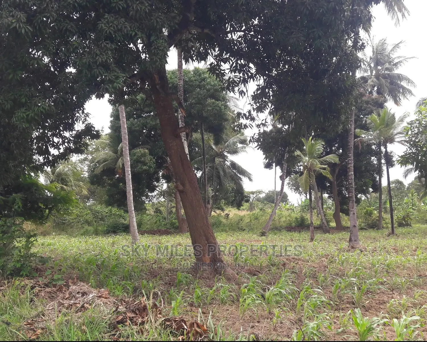6 Acres Land on Sale Mtwapa
