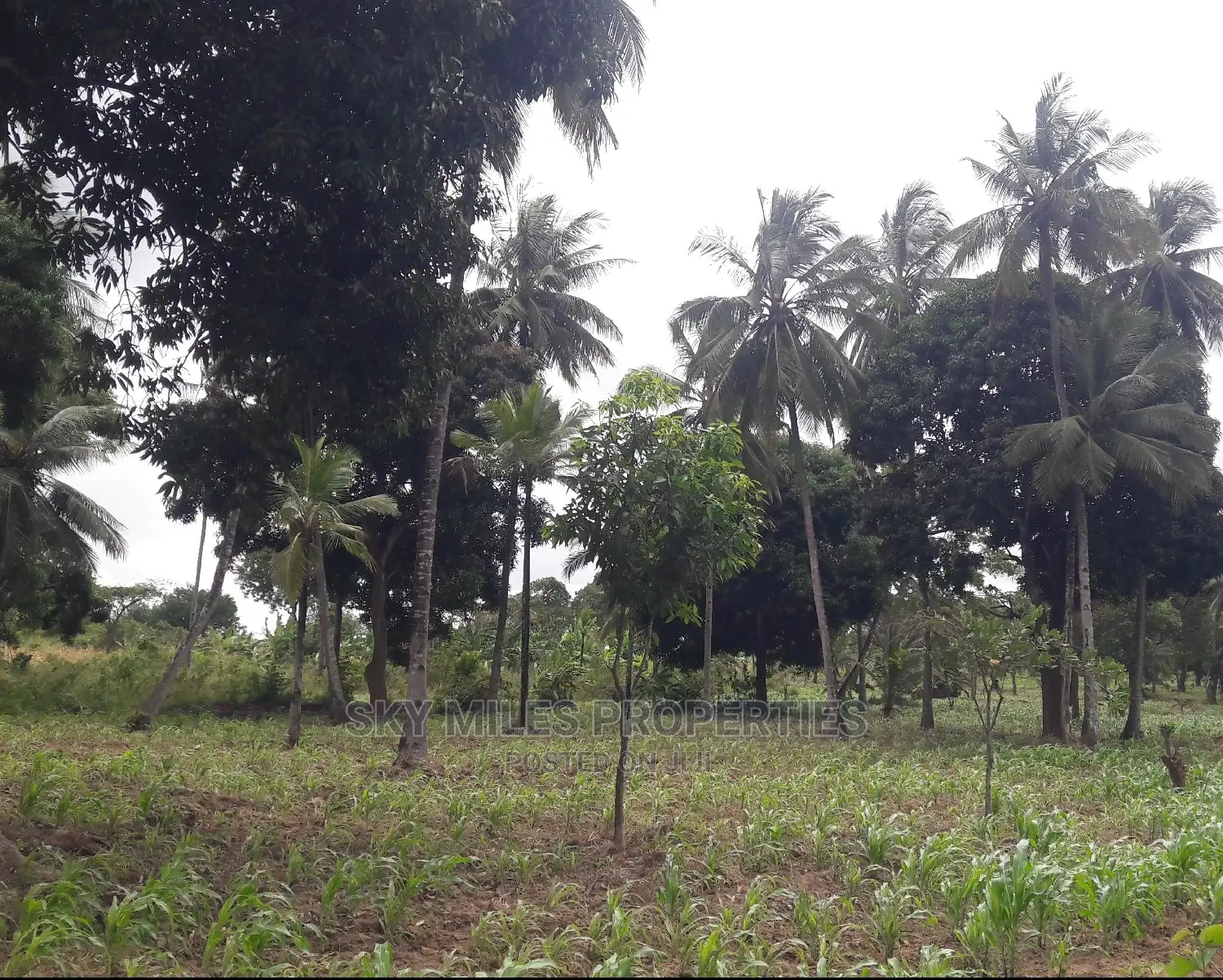 6 Acres Land on Sale Mtwapa