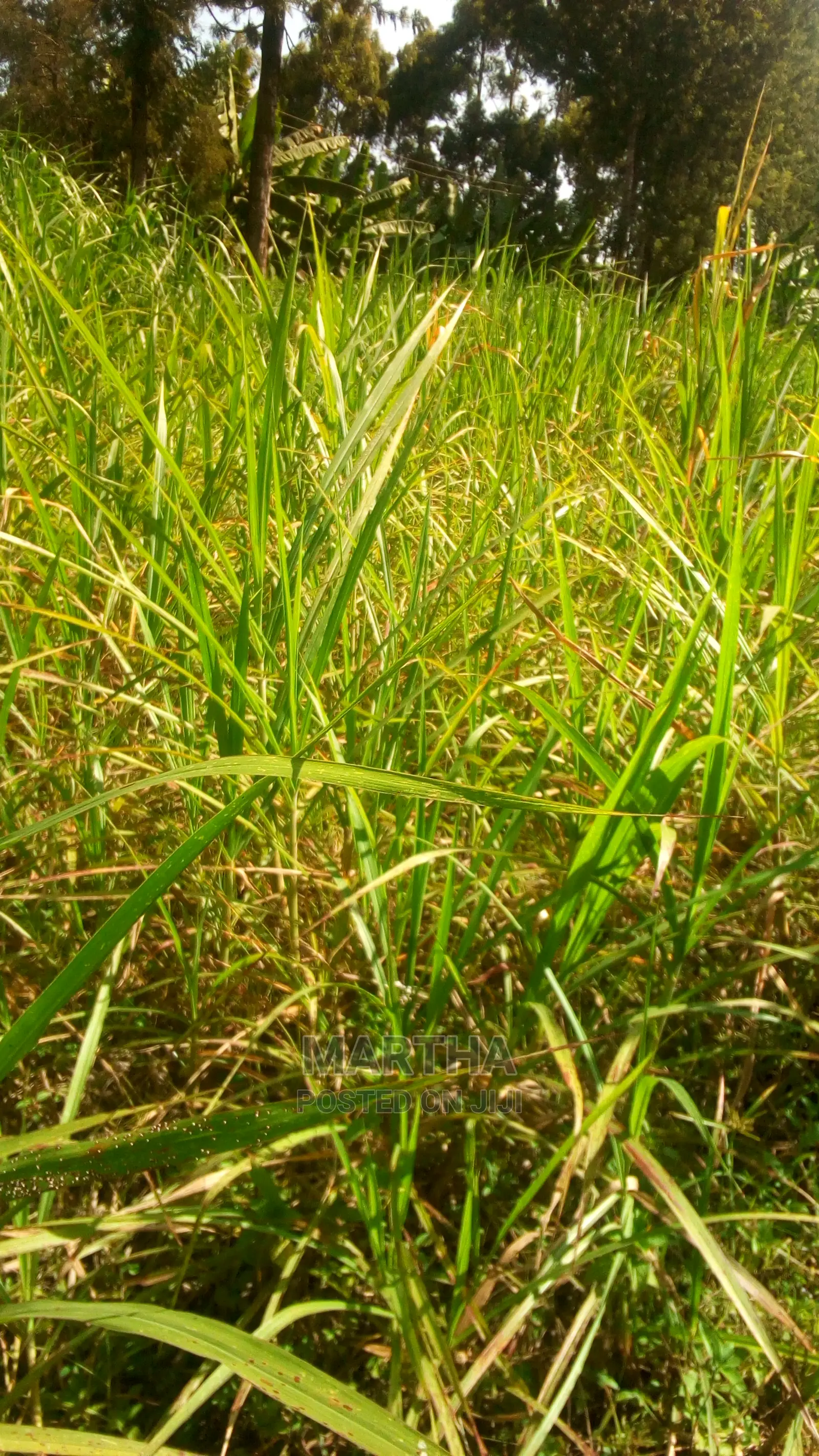 Thara,Napier Grass