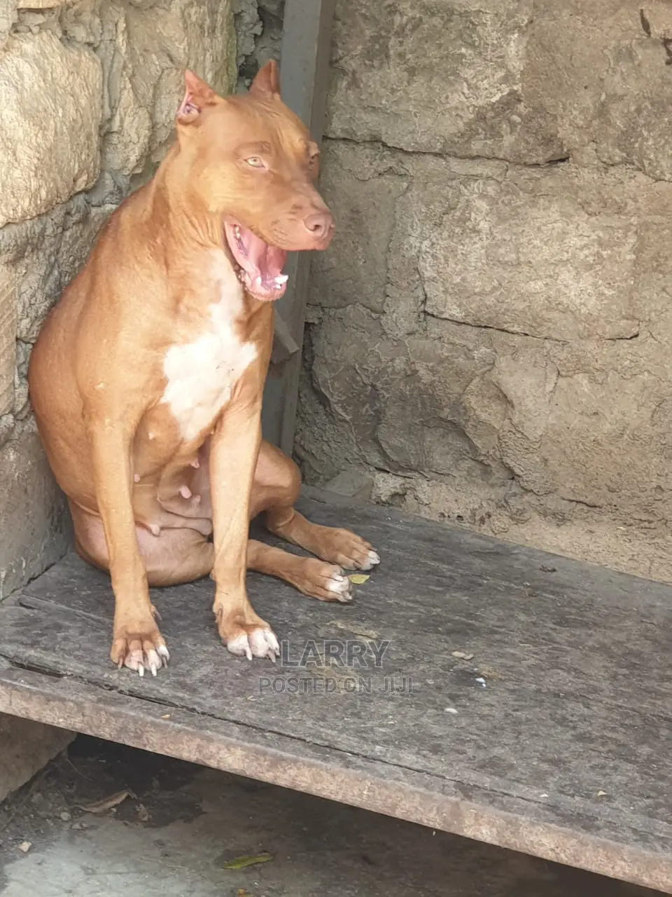 1+ Year Female Purebred American Pit Bull Terrier