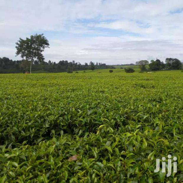 Selling 10 In Tigoni With Tea Plantation.