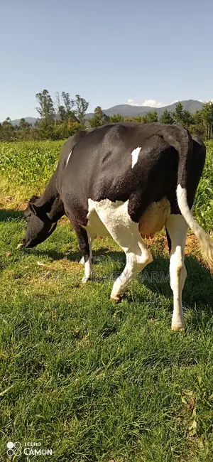 Incalf Heifer for Sale From a Yielder Dam