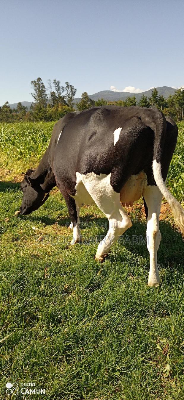 Incalf Heifer for Sale From a Yielder Dam