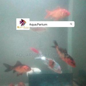 Koi Fish, Aquarium Fish - thumbnail 2