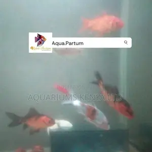 Koi Fish, Aquarium Fish