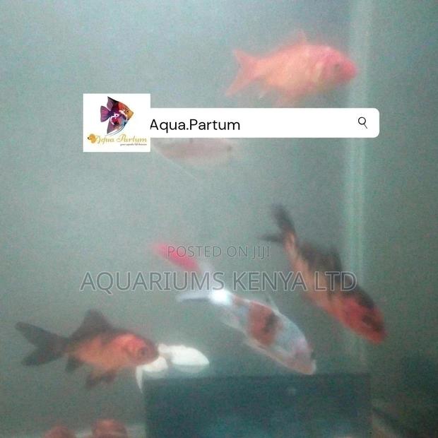 Koi Fish, Aquarium Fish - main view