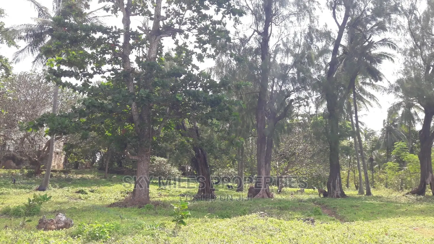 A Parcel of 4.5 Acres Beach Plot on Sale