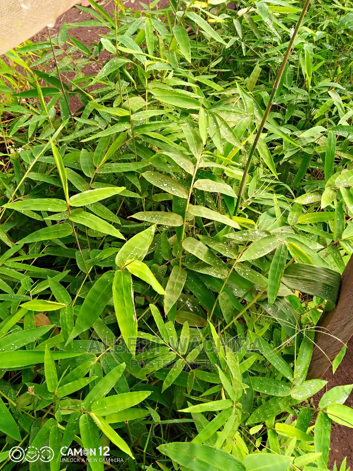 Certified Bamboo Seedlings