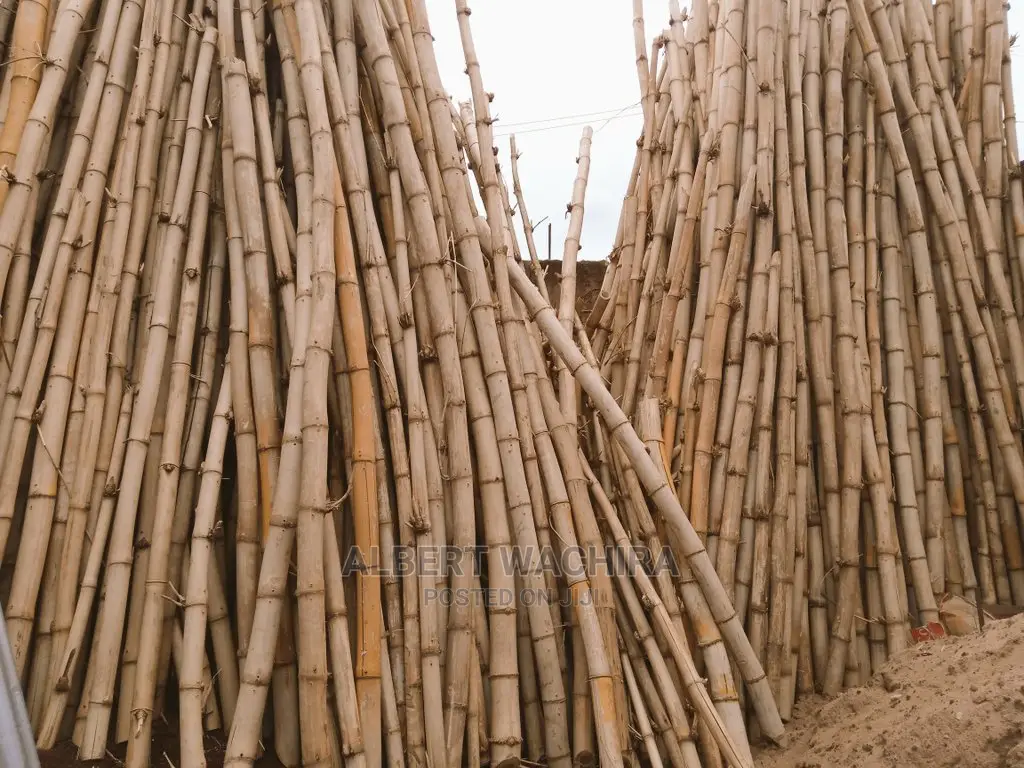 Certified Bamboo Seedlings