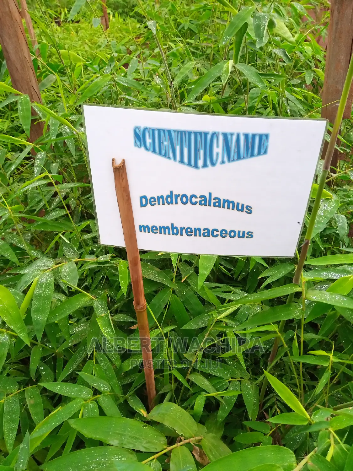 Certified Bamboo Seedlings