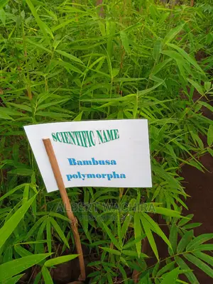 Certified Bamboo Seedlings