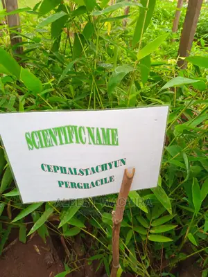 Certified Bamboo Seedlings