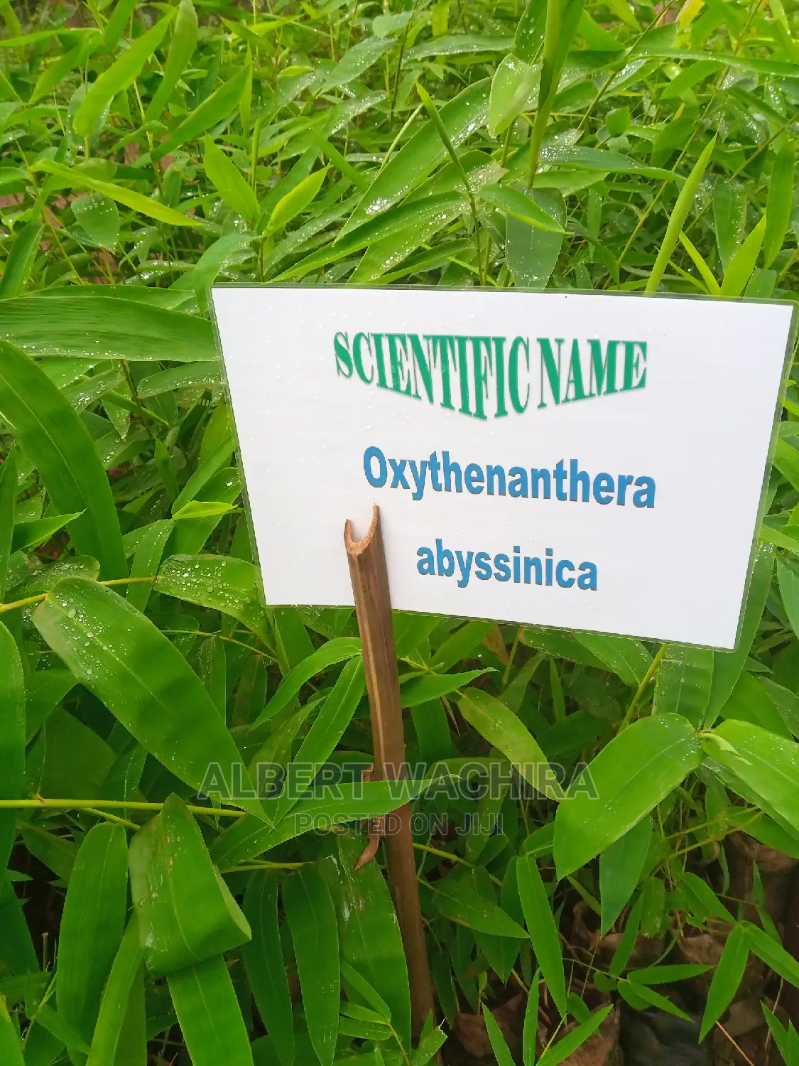 Certified Bamboo Seedlings