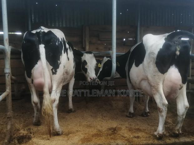 Top Pedigree Cows - main view