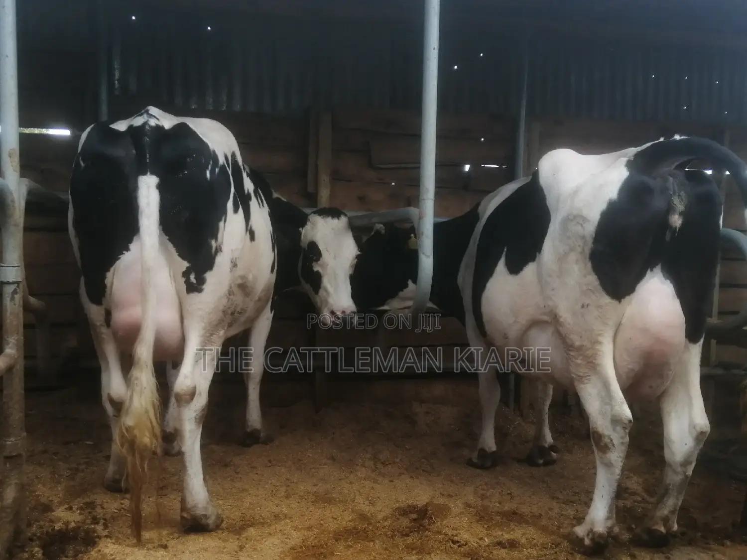 Top Pedigree Cows