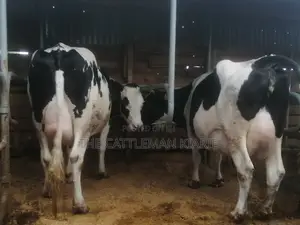 Top Pedigree Cows