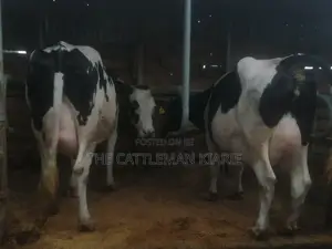 Top Pedigree Cows