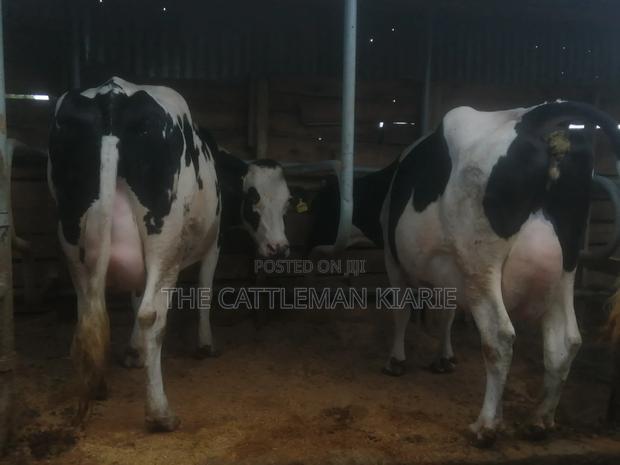 Top Pedigree Cows - thumbnail 4