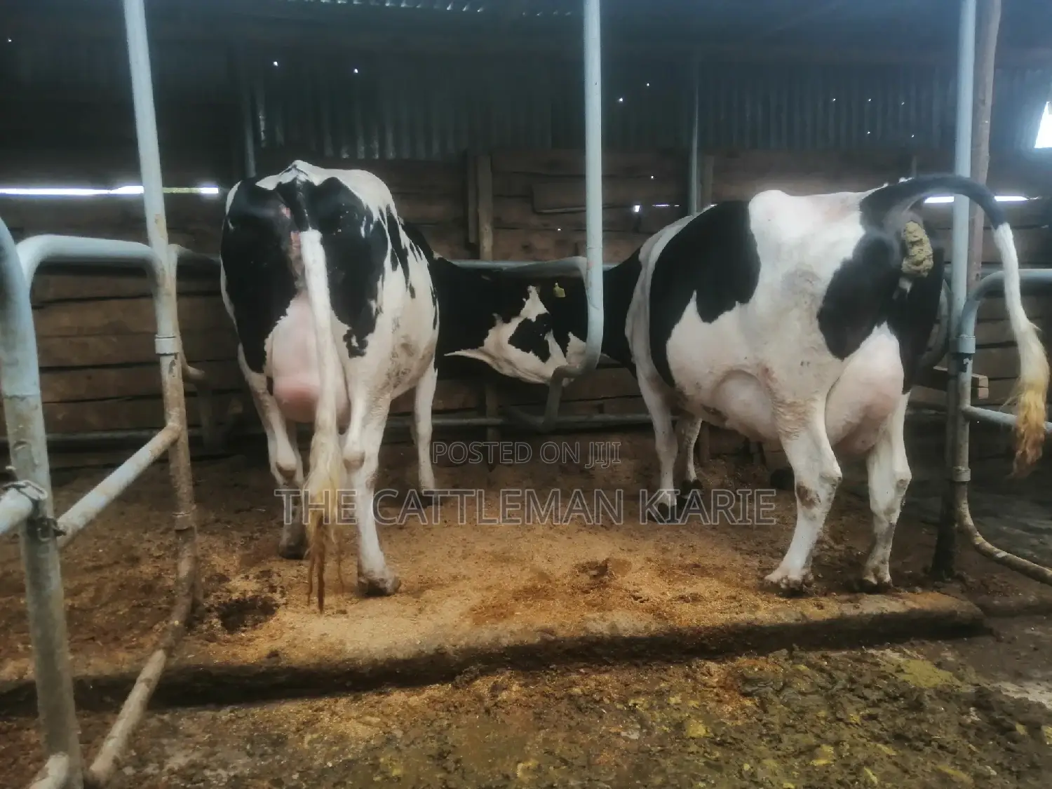 Top Pedigree Cows