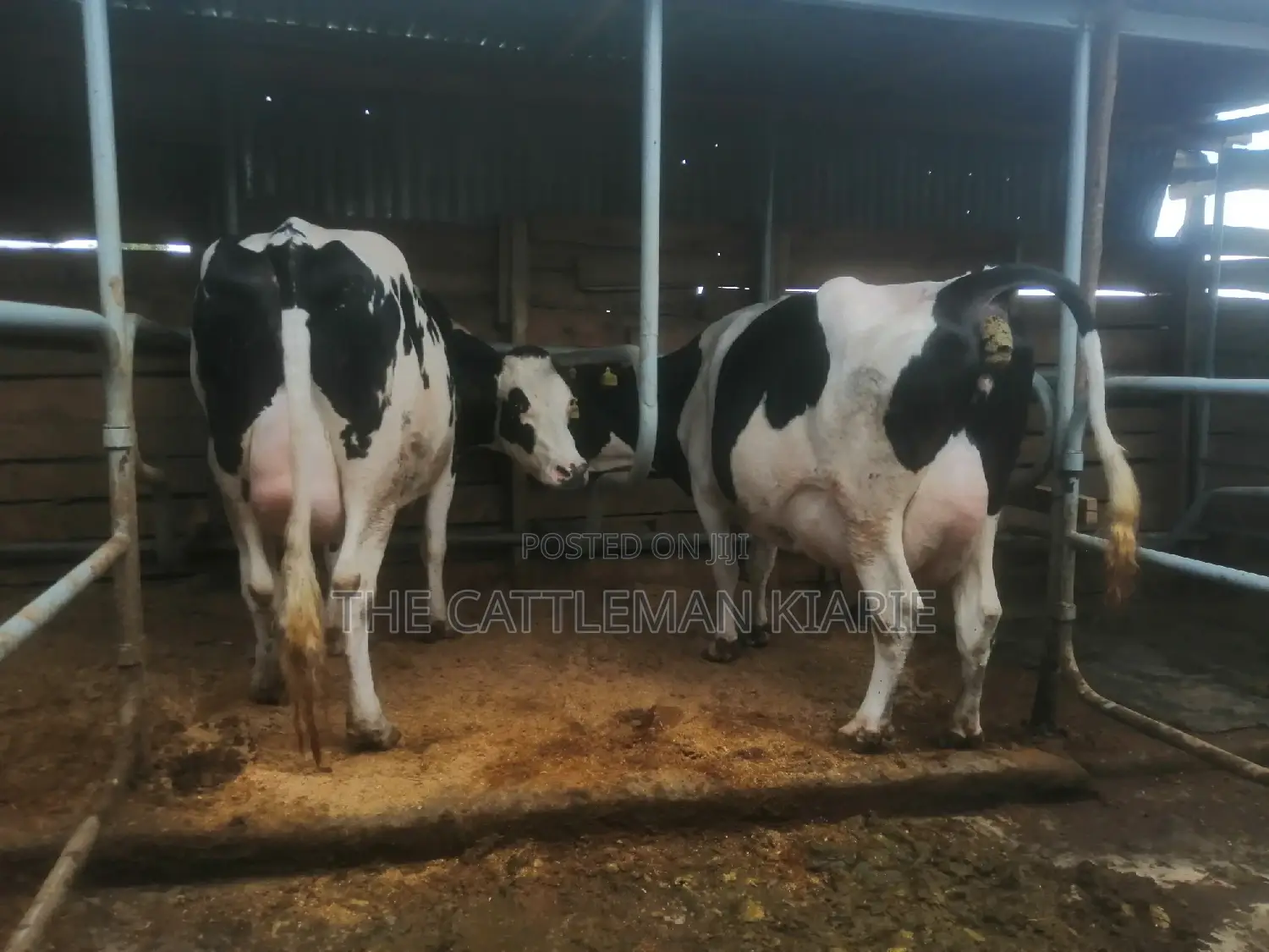 Top Pedigree Cows