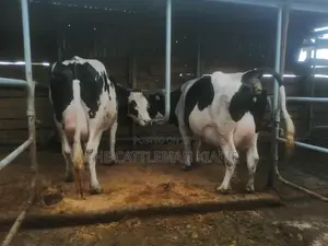 Top Pedigree Cows