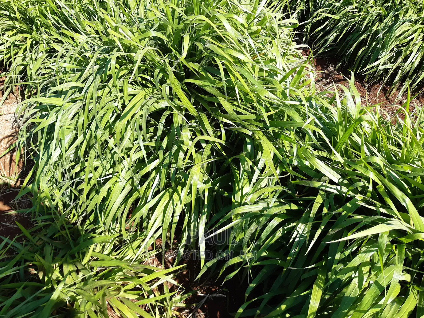 Brachiaria Seedlings (Mulato Ii) - Bracharia