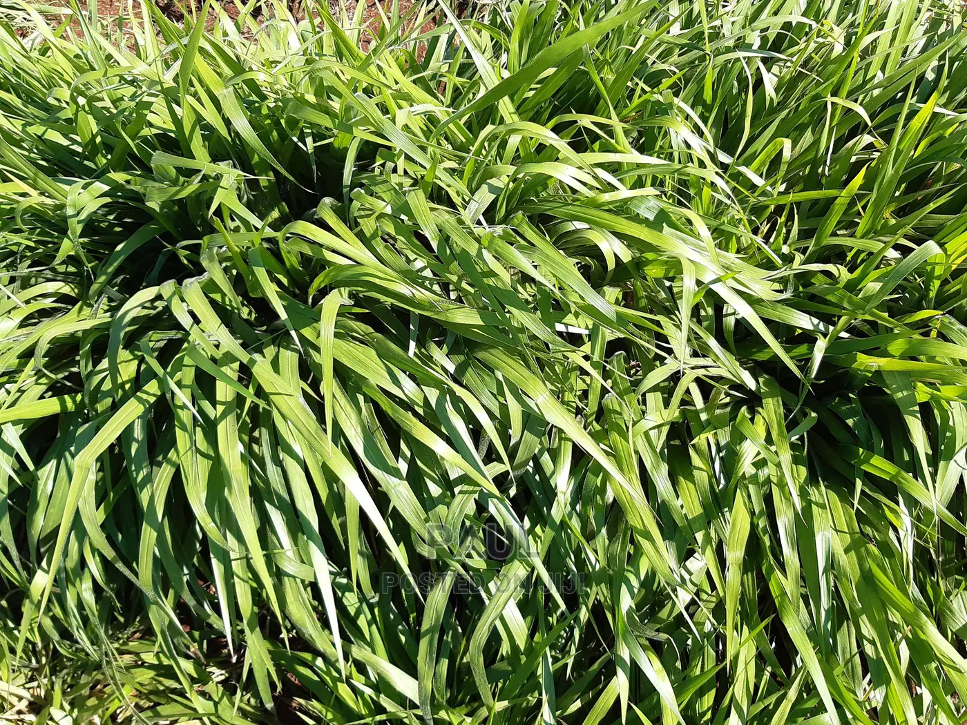 Brachiaria Seedlings (Mulato Ii) - Bracharia