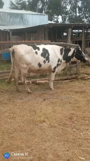 A 8mnths Incalf Heifer From a High Yielder Dam