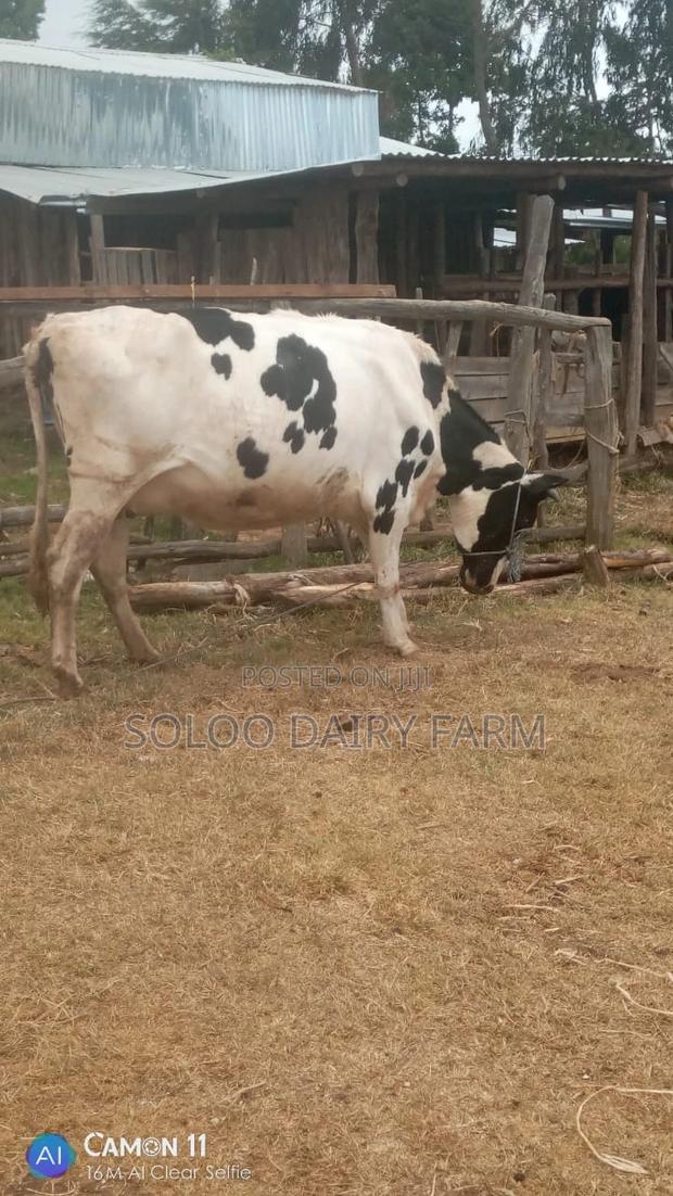 A 8mnths Incalf Heifer From a High Yielder Dam - thumbnail 2