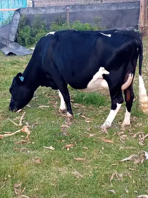 2nd Incalf Due in 2wks Time