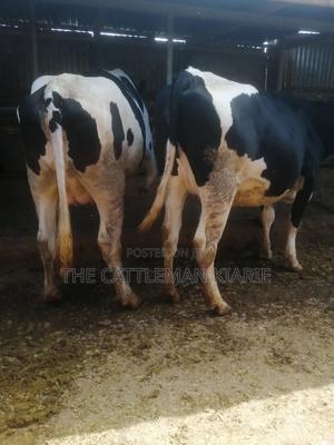 Giant Incalf Pedigree Heifers - thumbnail 2