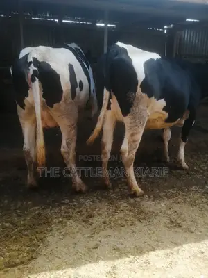 Giant Incalf Pedigree Heifers