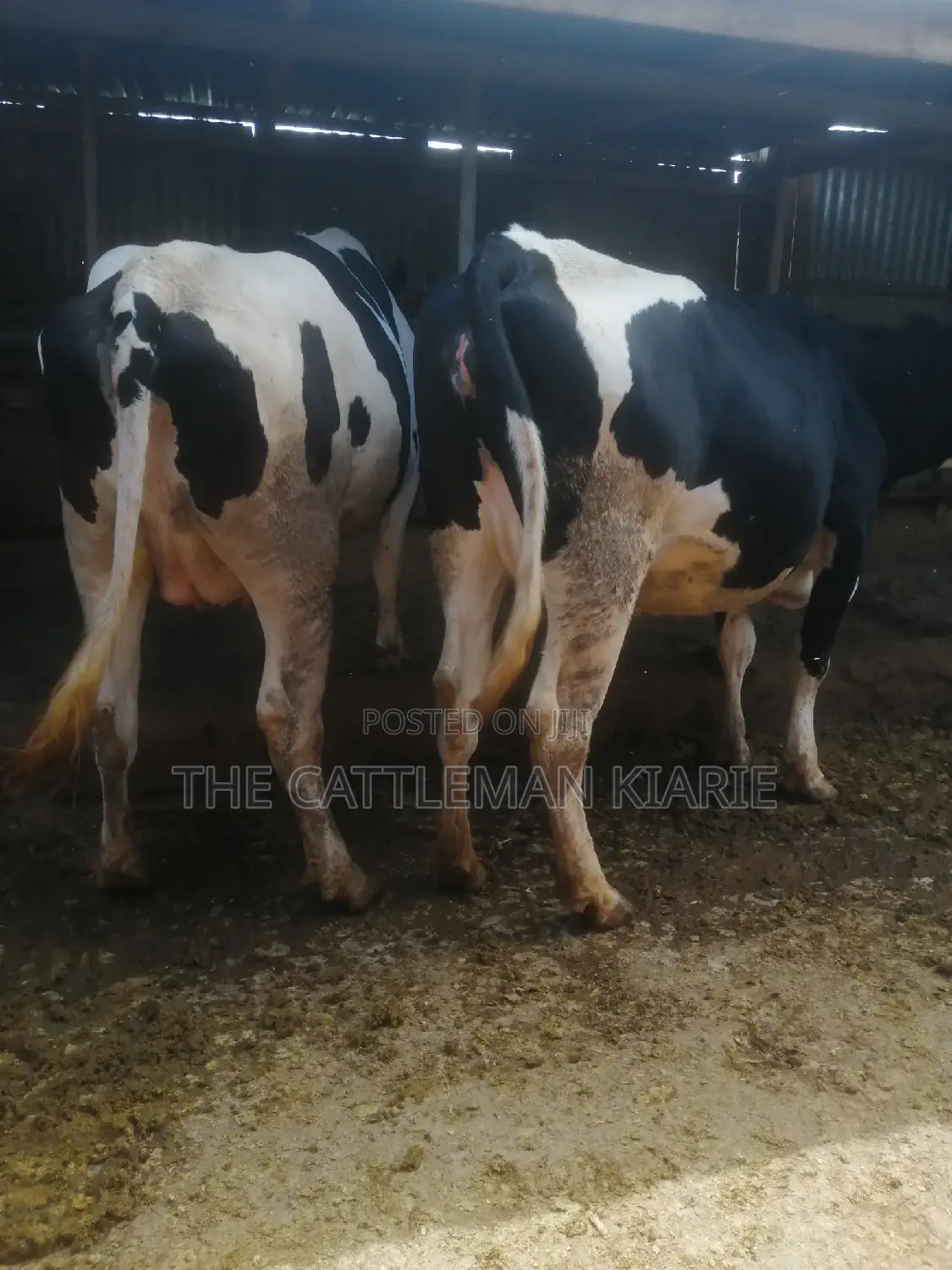 Giant Incalf Pedigree Heifers