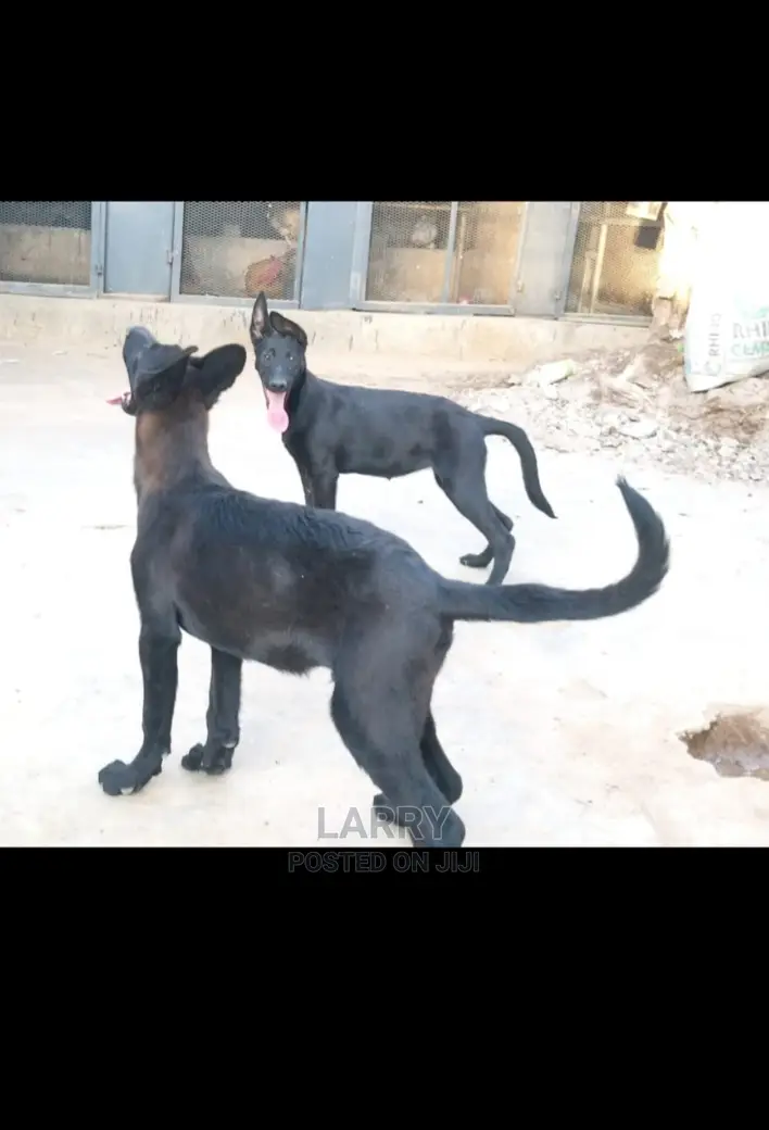 1-3 Month Female Purebred Belgian Malinois