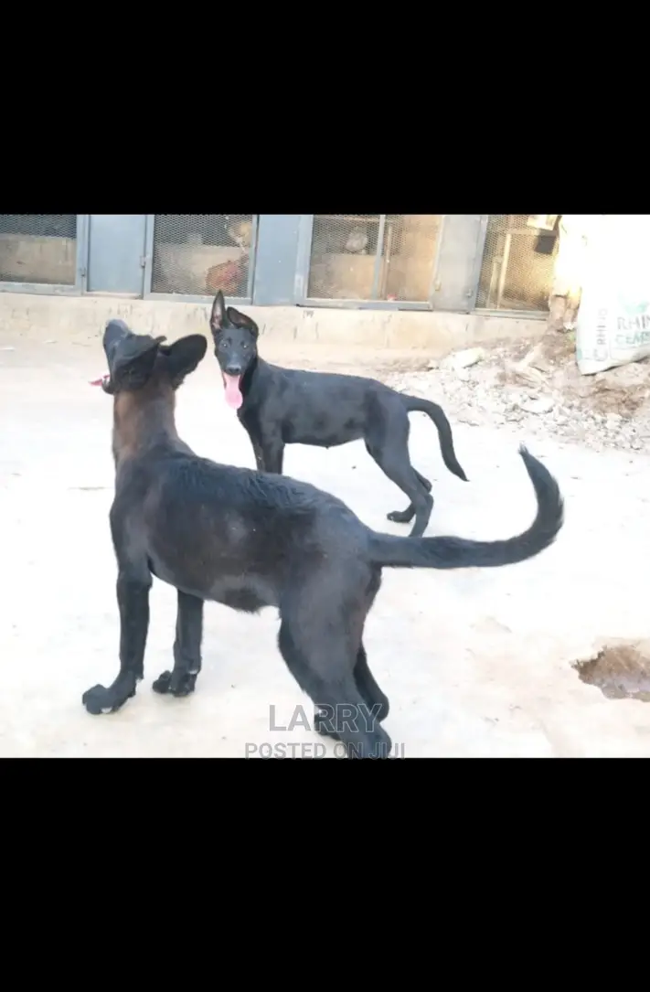 1-3 Month Female Purebred Belgian Malinois