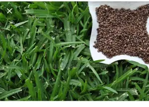 Kikuyu Grass Seeds 500grams Packet