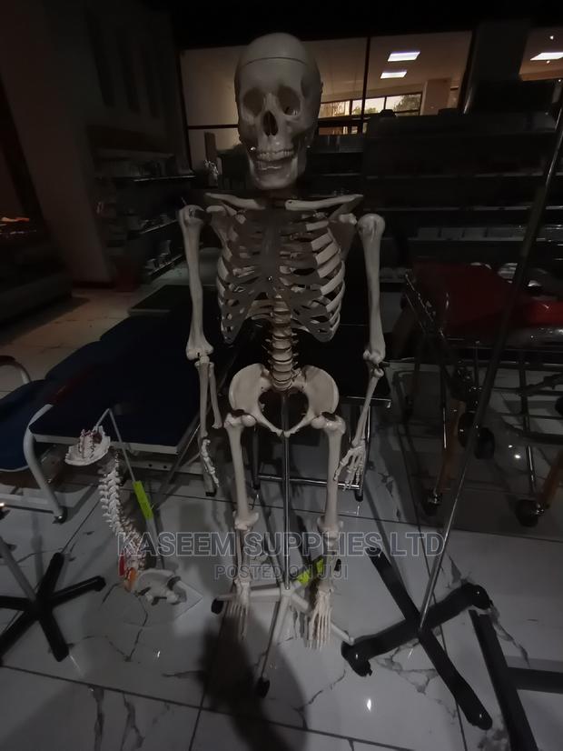 Education Skeleton for Studies - main view