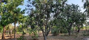 Half Acre on Sale Mtwapa - thumbnail 2