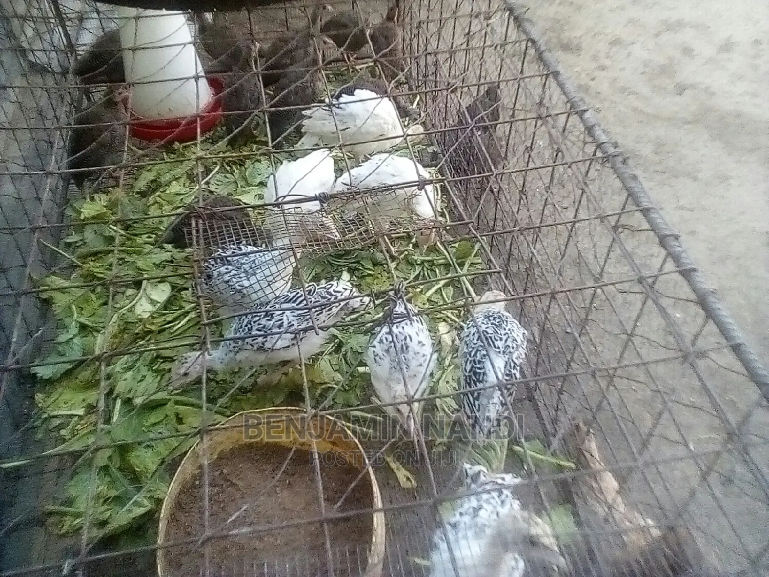 Healthy 3 Months Old POULT PAIR.