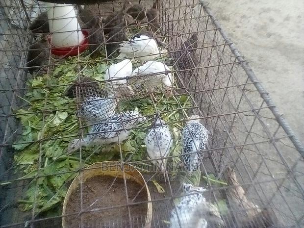 Healthy 3 Months Old POULT PAIR. - thumbnail 7