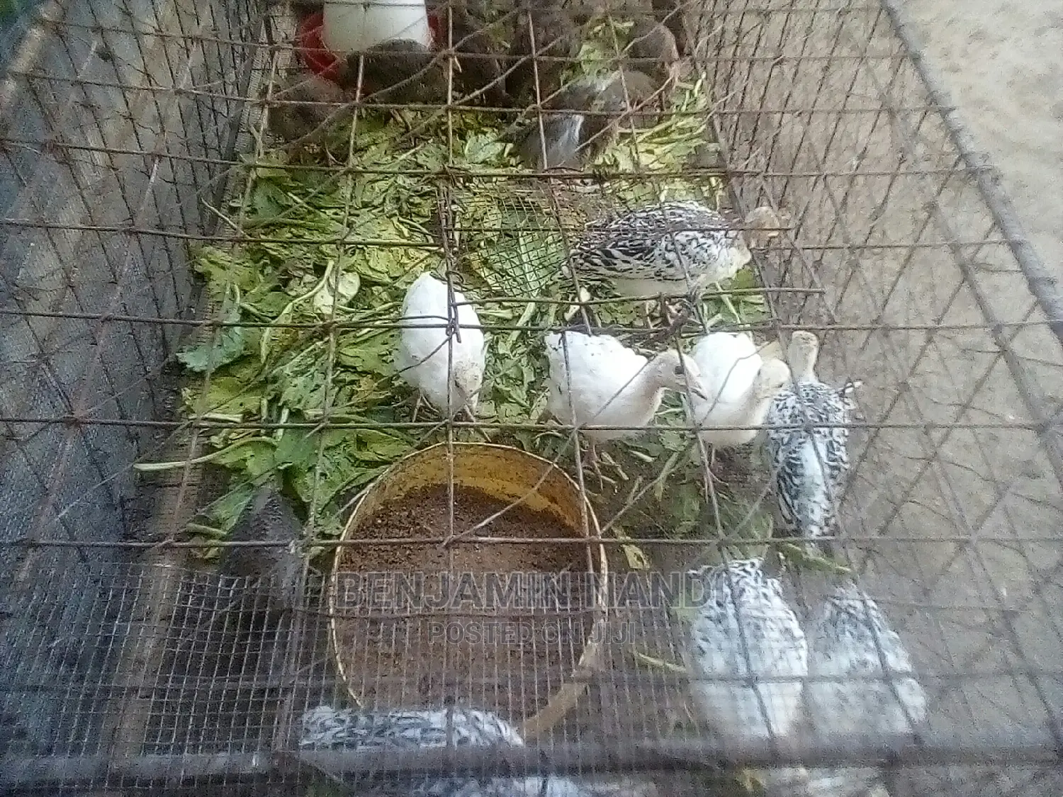 Healthy 3 Months Old POULT PAIR.