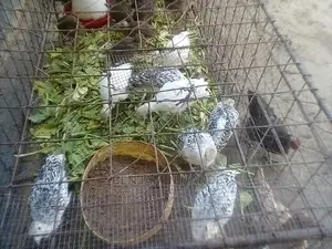 Healthy 3 Months Old POULT PAIR.