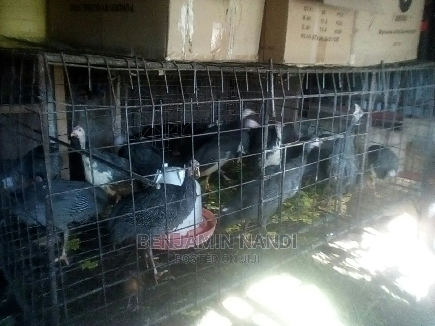 Healthy Mature Pure White(PAIR)Kanga.Whitechested Available.