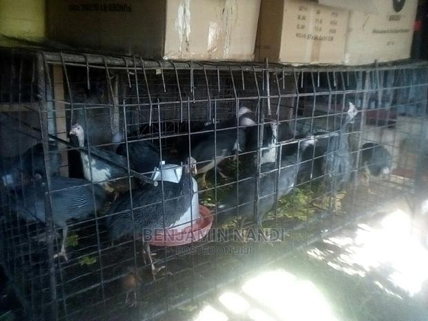 Healthy Mature Pure White(PAIR)Kanga.Whitechested Available. - thumbnail 7