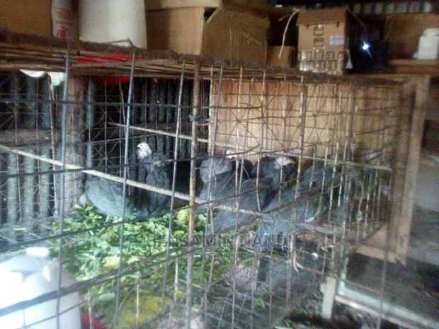 Healthy Mature Pure White(PAIR)Kanga.Whitechested Available. - thumbnail 8