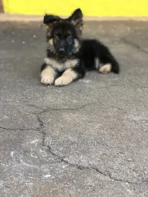 1-3 Month Male Purebred German Shepherd